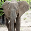 ZMB EAS SouthLuangwa 2016DEC09 KapaniLodge 005 : 2016, 2016 - African Adventures, Africa, Date, December, Eastern, Kapani Lodge, Mfuwe, Month, Places, South Luanga, Trips, Year, Zambia